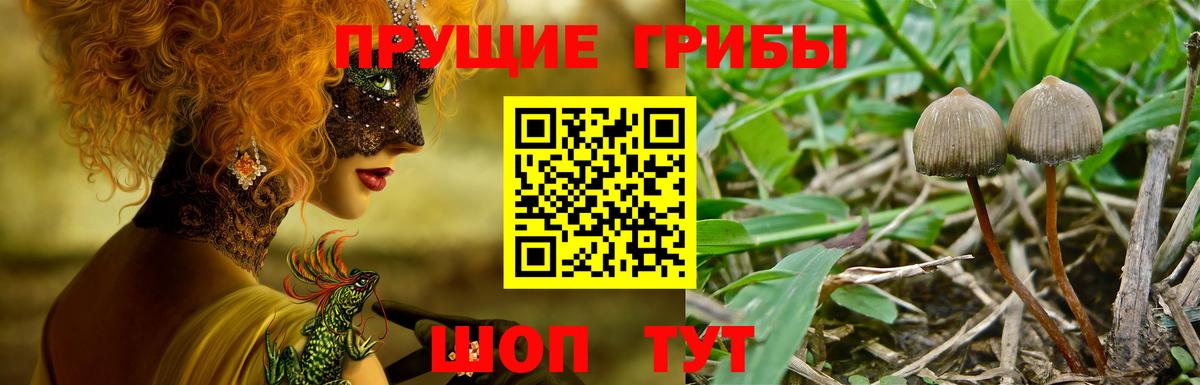 Галлюциногенные грибы Psilocybine cubensis Железноводск